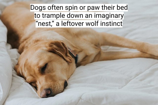 Interesting Facts About Dogs (16 pics)