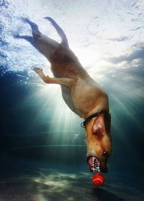 Jokes And Photos For A Good Mood (33 pics)