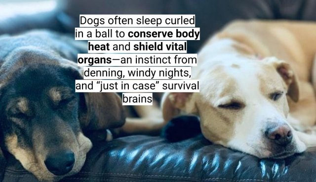 Interesting Facts About Dogs (16 pics)