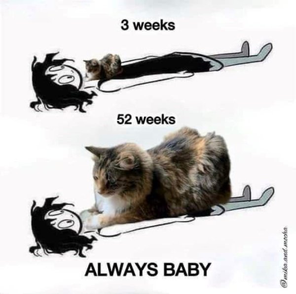 Photos And Memes For Cats Lovers (28 pics)