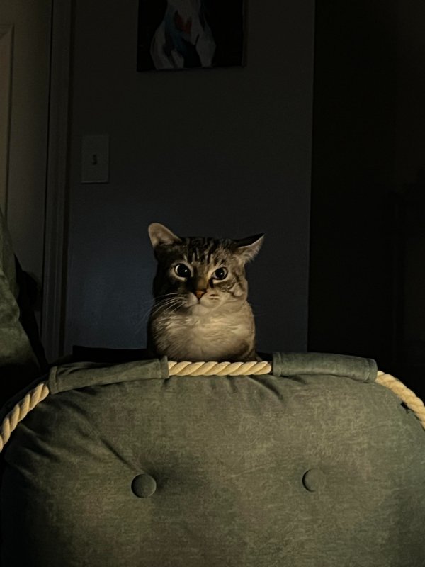 Photos And Memes For Cats Lovers (28 pics)