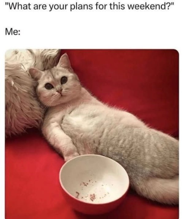 Photos And Memes For Cats Lovers (28 pics)