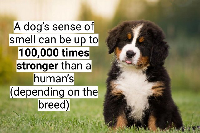 Interesting Facts About Dogs (16 pics)