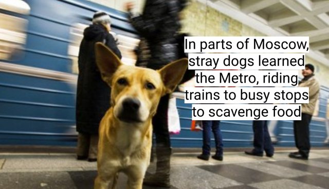 Interesting Facts About Dogs (16 pics)