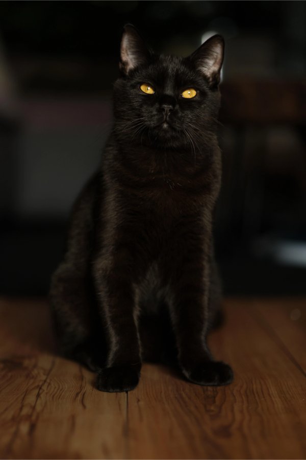 Photos And Memes For Cats Lovers (28 pics)