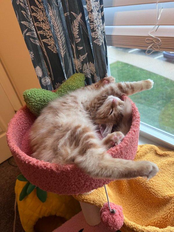 Photos And Memes For Cats Lovers (28 pics)