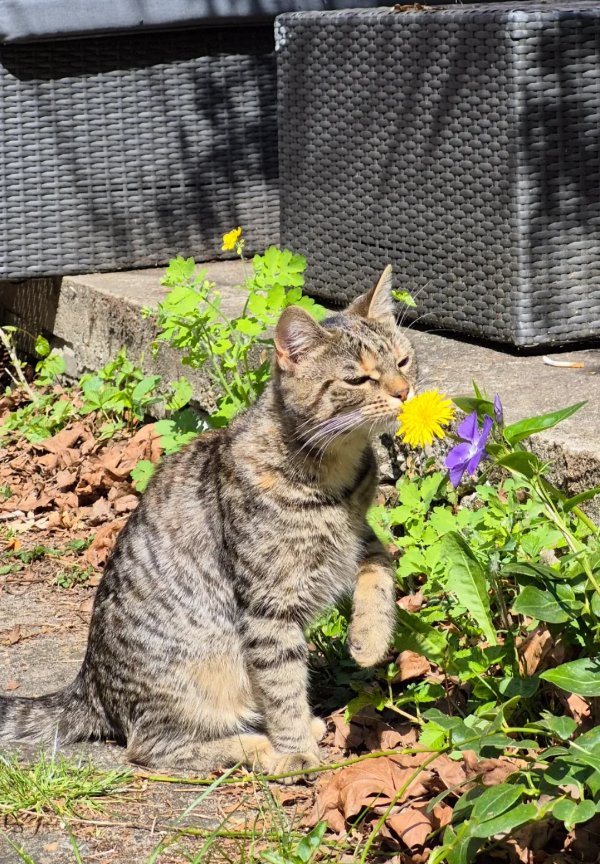 Photos And Memes For Cats Lovers (28 pics)