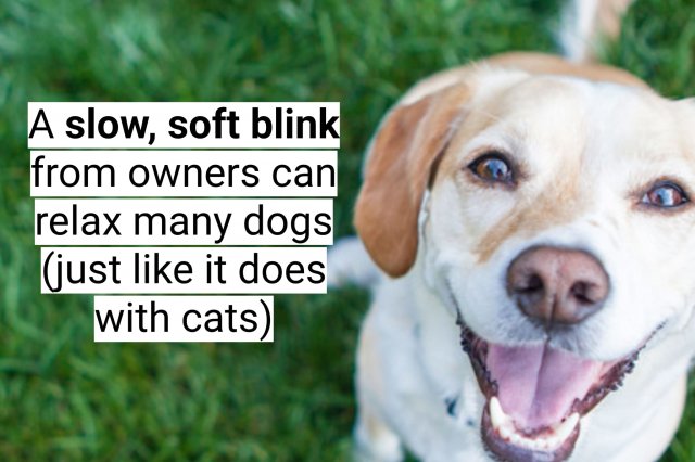 Interesting Facts About Dogs (16 pics)