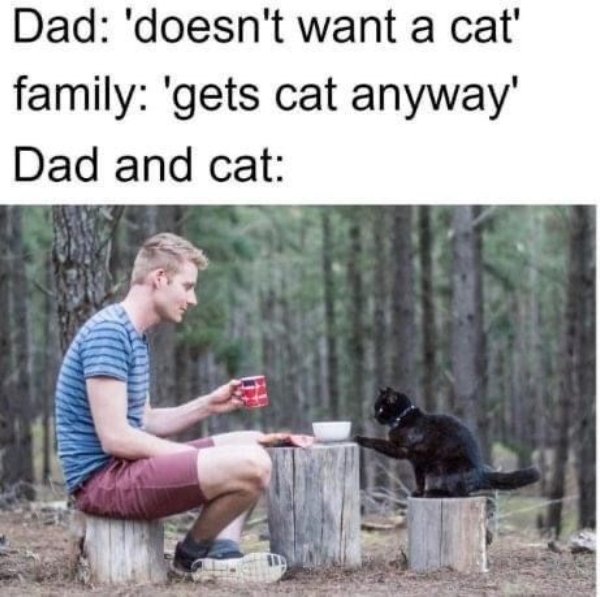 Photos And Memes For Cats Lovers (28 pics)