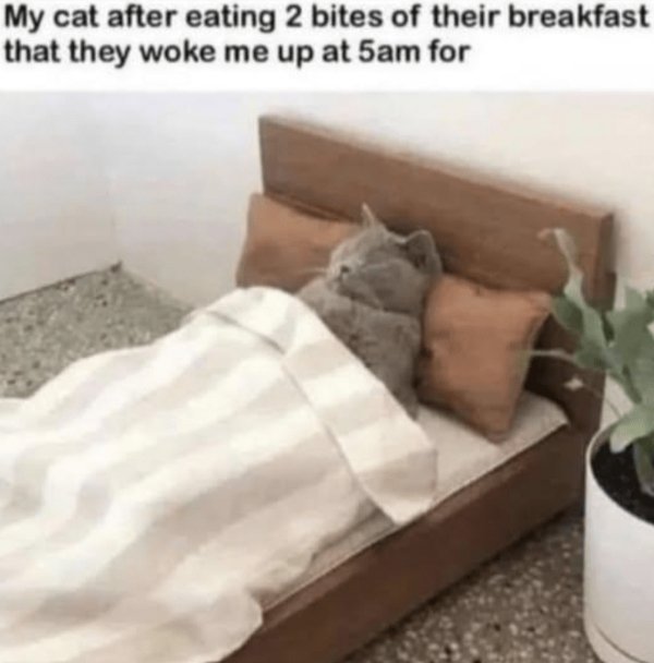 Photos And Memes For Cats Lovers (28 pics)