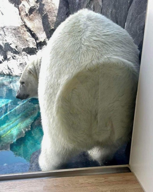 What Is Going On Here? (40 pics) What Is Going On Here? (40 pics)