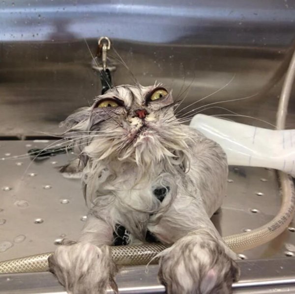 What Is Going On Here? (40 pics) What Is Going On Here? (40 pics)