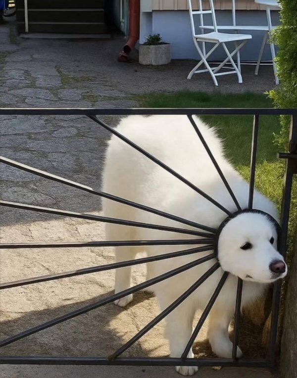 What Is Going On Here? (40 pics) What Is Going On Here? (40 pics)