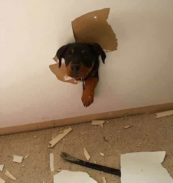 They Are Stuck (32 pics)