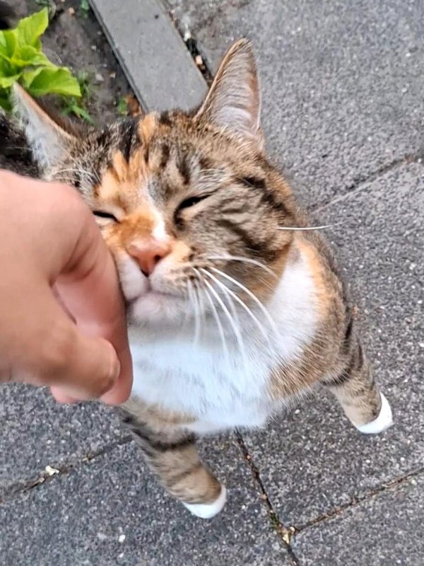 Jokes And Photos For Cats Lovers (29 pics)