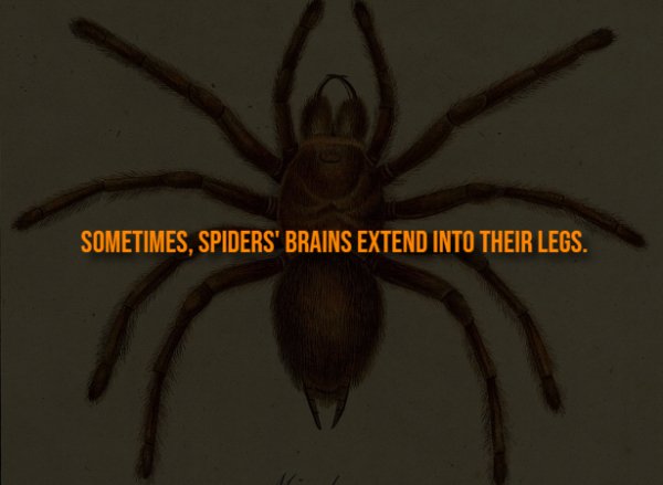 Creepy Facts (13 pics)