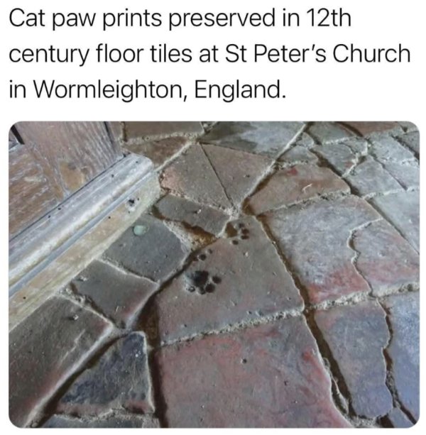 Jokes And Photos For Cats Lovers (29 pics)