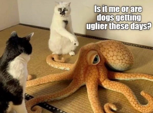 Jokes And Photos For Cats Lovers (29 pics)