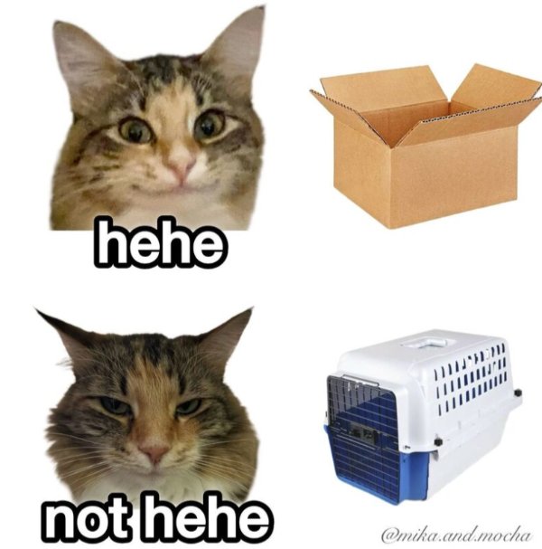 Jokes And Photos For Cats Lovers (29 pics)