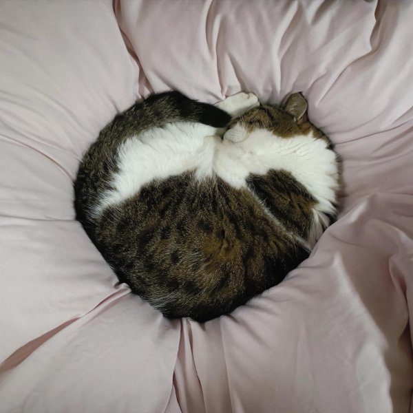 Jokes And Photos For Cats Lovers (29 pics)