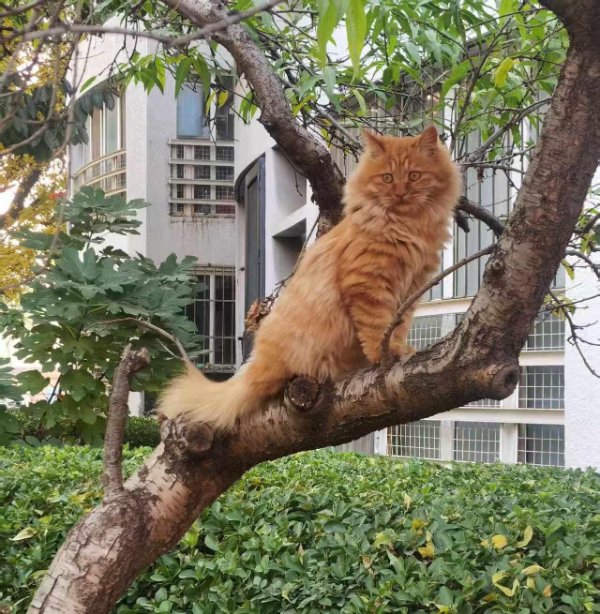 Jokes And Photos For Cats Lovers (29 pics)