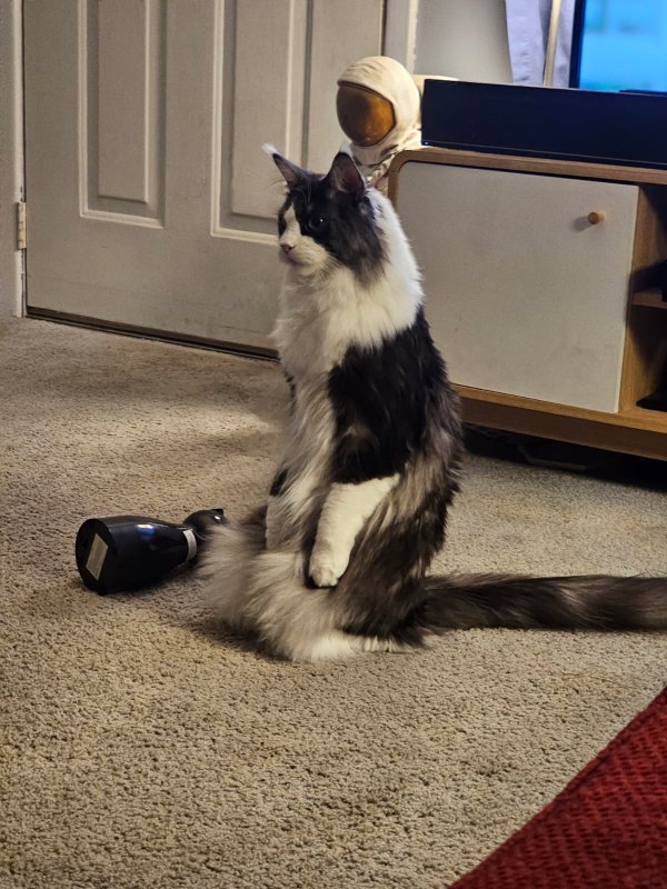 Jokes And Photos For Cats Lovers (29 pics)