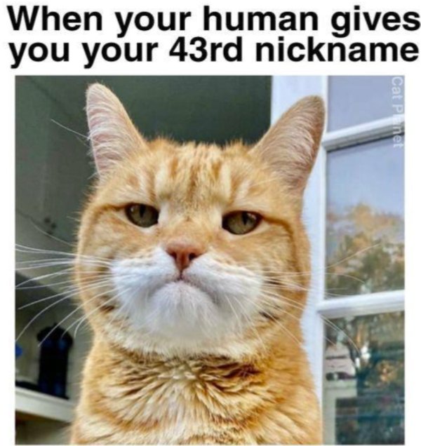 Jokes And Photos For Cats Lovers (29 pics)