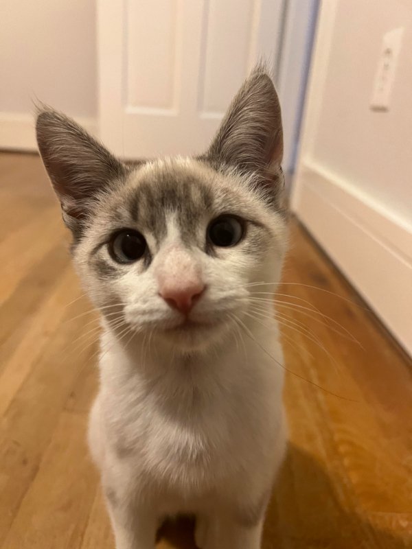 Jokes And Photos For Cats Lovers (29 pics)