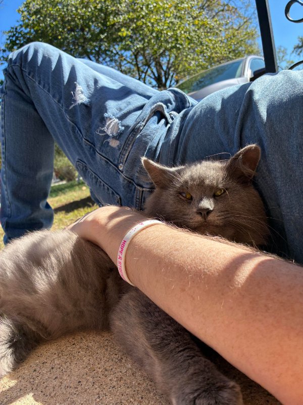 Jokes And Photos For Cats Lovers (29 pics)