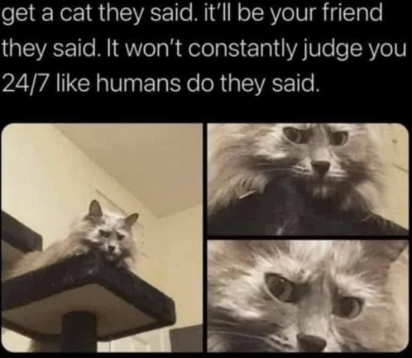 Jokes And Photos For Cats Lovers (29 pics)