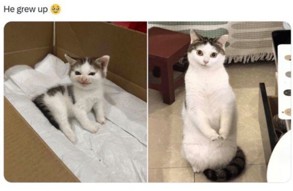 Jokes And Photos For Cats Lovers (29 pics)