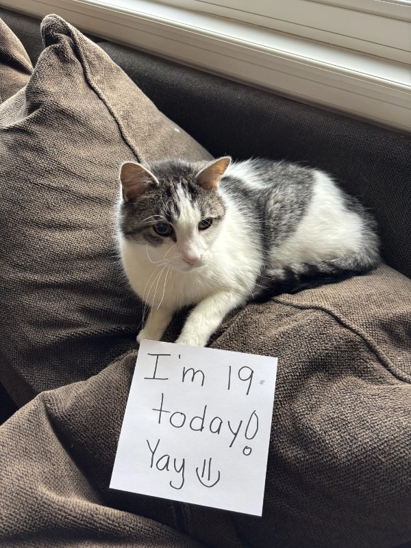 Jokes And Photos For Cats Lovers (29 pics)