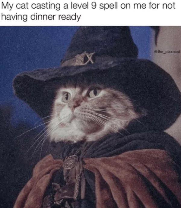 Jokes And Photos For Cats Lovers (29 pics)