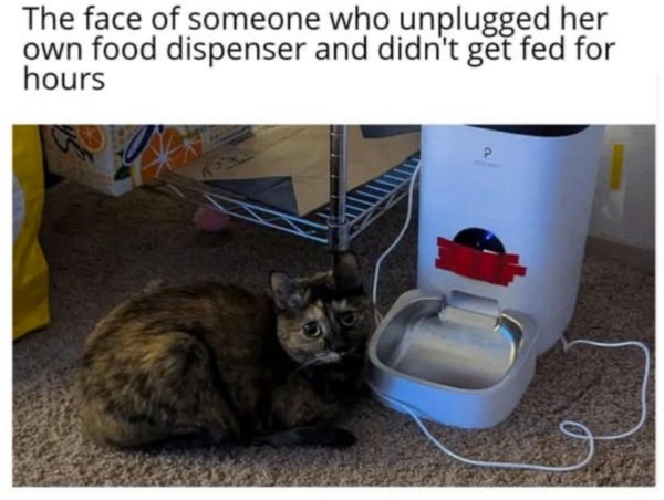 Jokes And Photos For Cats Lovers (29 pics)