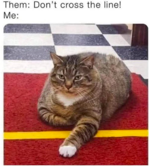 Jokes And Photos For Cats Lovers (29 pics)