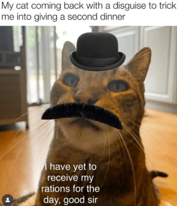 Jokes And Photos For Cats Lovers (29 pics)