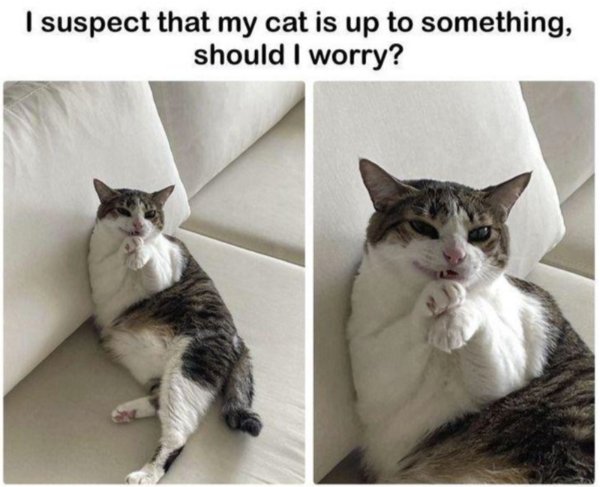 Jokes And Photos For Cats Lovers (29 pics)