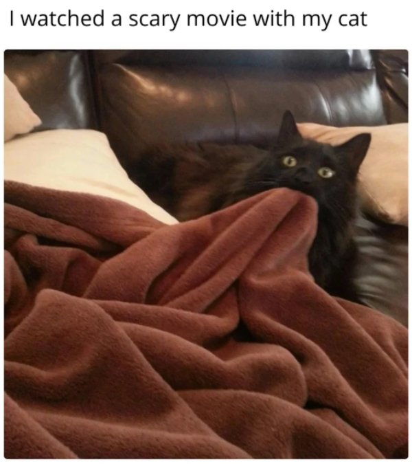 Jokes And Photos For Cats Lovers (29 pics)