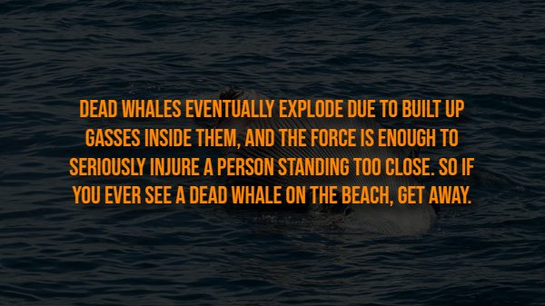 Creepy Facts (13 pics)