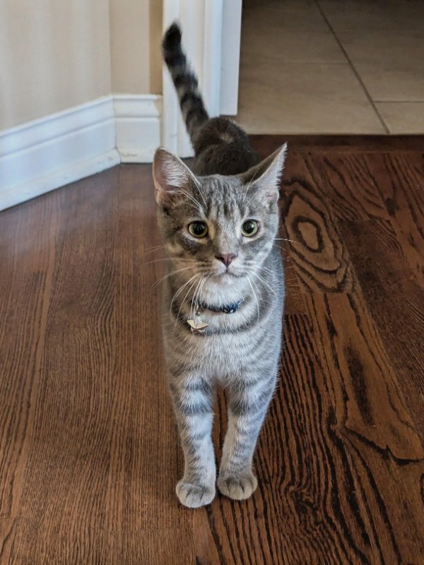 Jokes And Photos For Cats Lovers (29 pics)