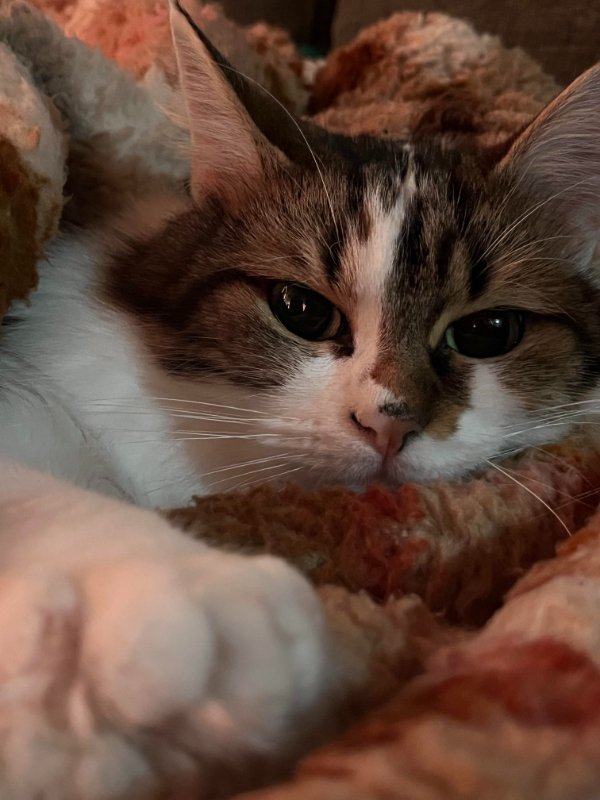 Jokes And Photos For Cats Lovers (29 pics)