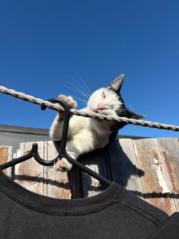 Jokes And Photos For Cats Lovers (29 pics)