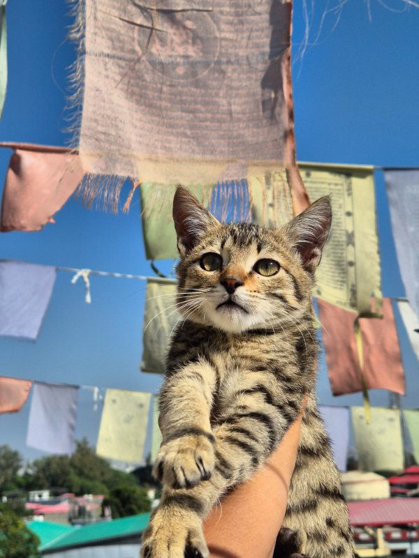 Jokes And Photos For Cats Lovers (29 pics)