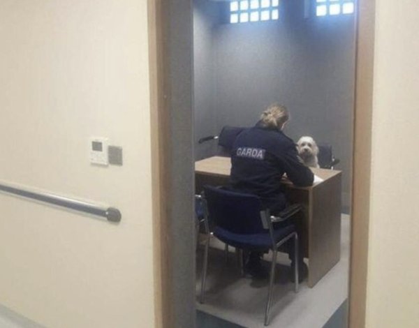 What Is Going On Here? (44 pics) What Is Going On Here? (44 pics)