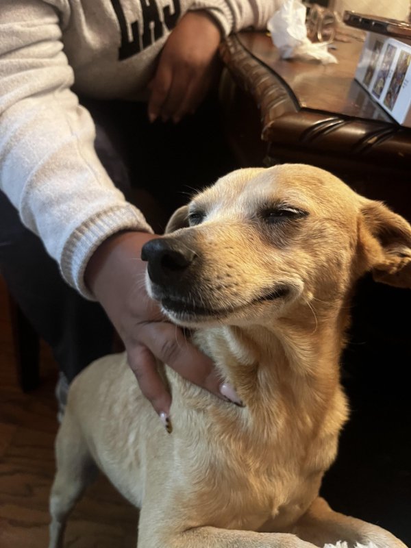 Cute And Funny Dogs (21 pics)