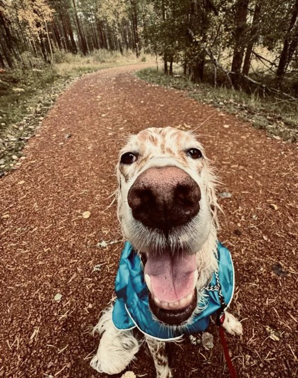 Cute And Funny Dogs (21 pics)