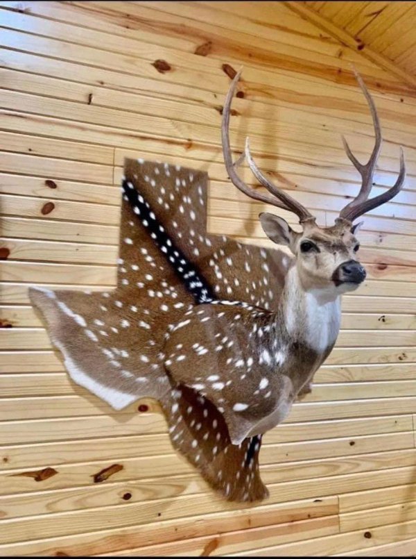 What Is Going On Here? (44 pics) What Is Going On Here? (44 pics)