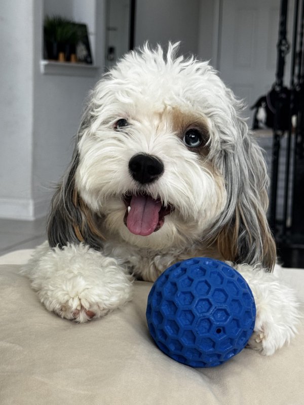 Cute And Funny Dogs (21 pics)