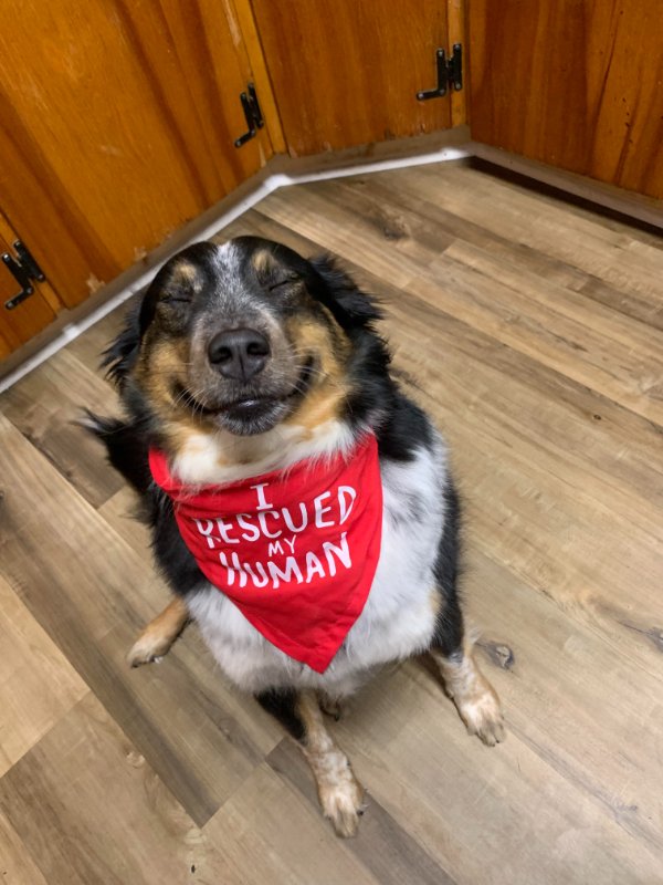 Cute And Funny Dogs (21 pics)