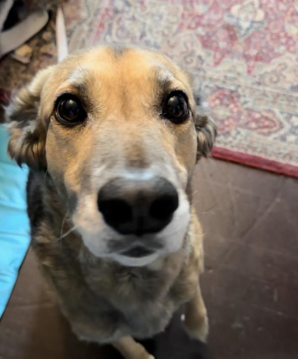 Cute And Funny Dogs (21 pics)